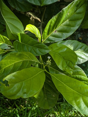Morinda observed 2026-08-07