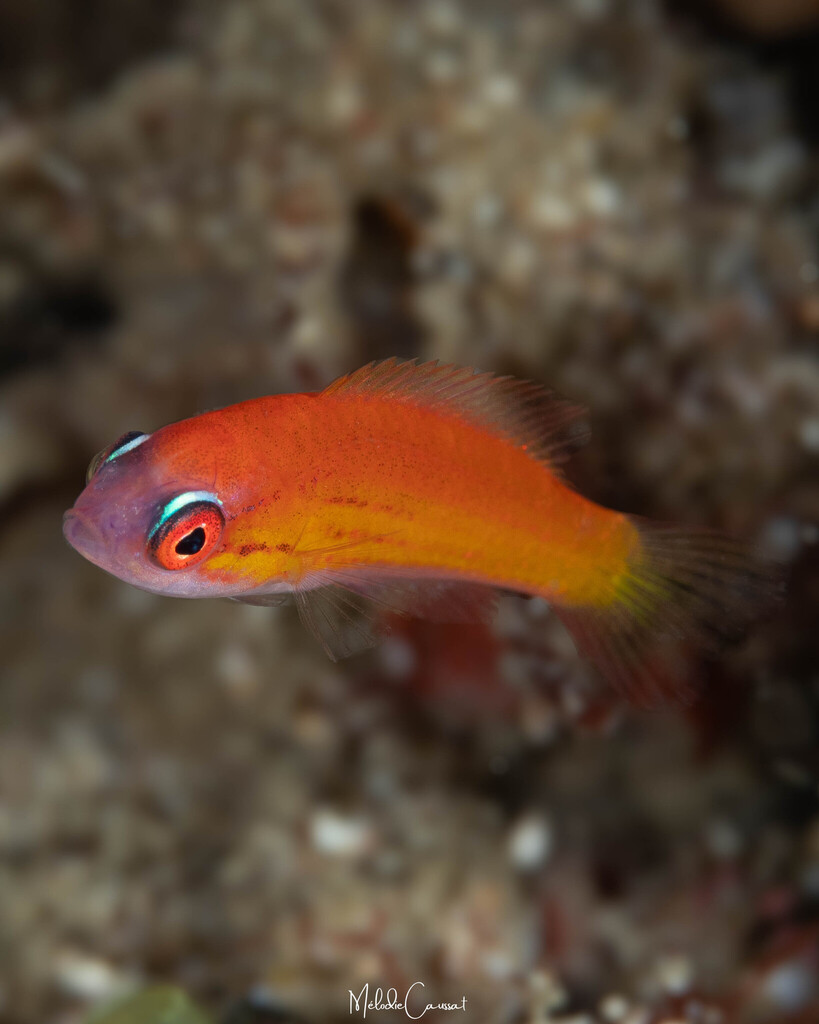 Paine's Flasher Wrasse (Paracheilinus paineorum)