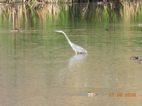 Great Blue Heron