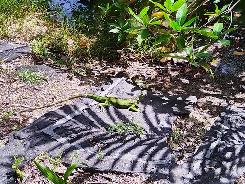 Green Iguana
