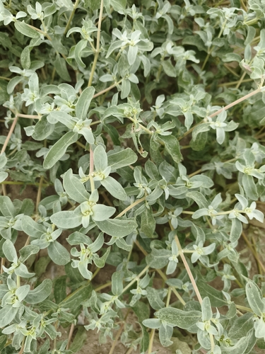 Alternanthera halimifolia observed 2026-08-13