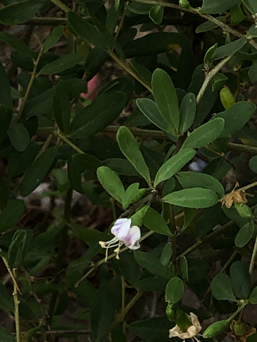 African boxthorn
