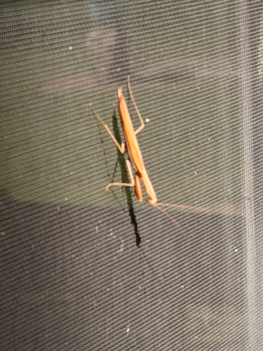 European Mantis