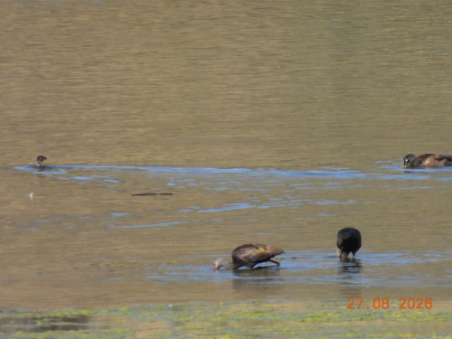 White-faced Ibis