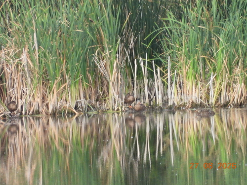 Mallard