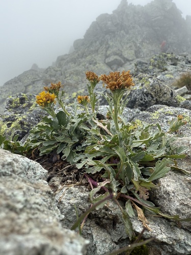 Jacobaea carniolica