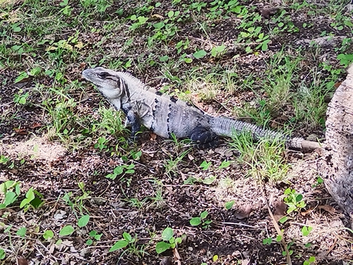 Black Spiny-tailed Iguana