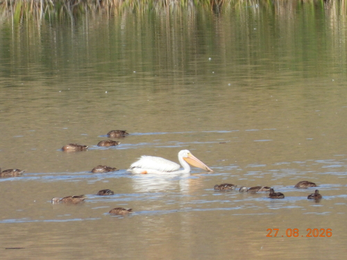 American White Pelican