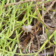 Krameria lanceolata, photograph (c) Michelle W. （鍾偉瑋）, some rights reserved (CC BY)