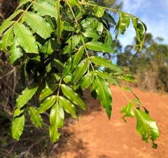 Flindersia xanthoxyla