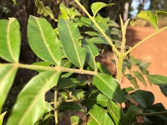 Flindersia xanthoxyla