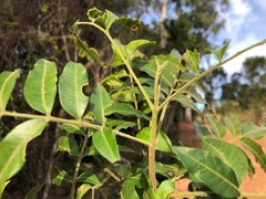 Flindersia xanthoxyla