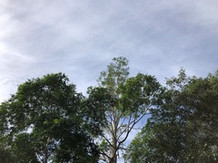 Flindersia xanthoxyla