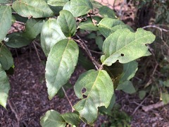 Mallotus claoxyloides