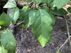 Mallotus claoxyloides