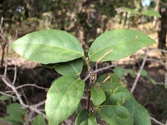 Mallotus claoxyloides