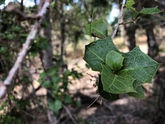 Alchornea ilicifolia