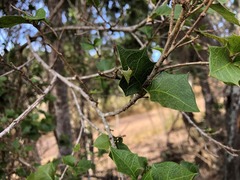 Alchornea ilicifolia