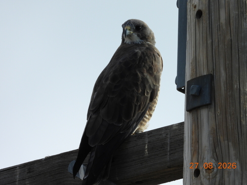 Swainson's Hawk