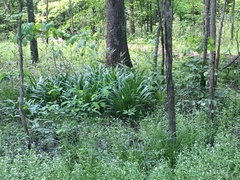 Hymenocallis occidentalis
