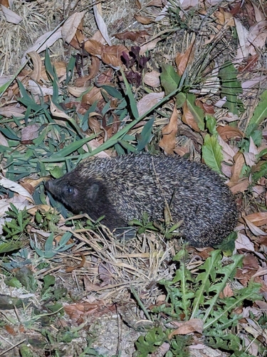 Northern White-breasted Hedgehog