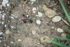 Ammophila sabulosa