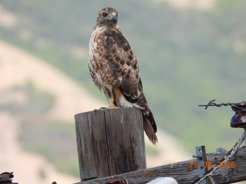 Red-tailed Hawk