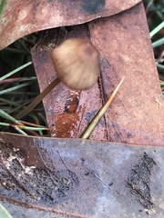 Mycena kuurkacea