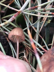 Mycena kuurkacea