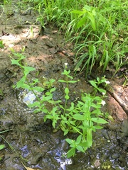 Gratiola floridana