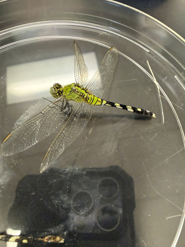 Eastern Pondhawk