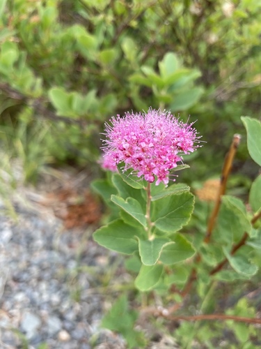 Spiraea splendens, photograph 3