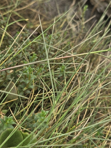Puccinellia maritima observed 2026-08-27