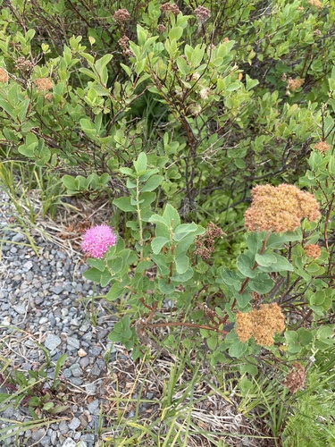 Spiraea splendens, photograph 4
