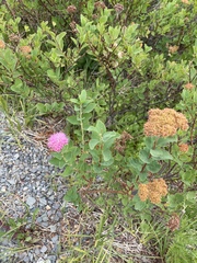 Spiraea splendens, photograph author not stated, no rights reserved