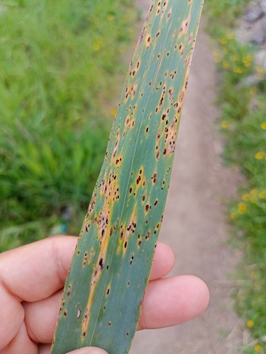 Puccinia phragmitis observed 2026-08-27