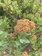 Spiraea splendens, photograph author not stated, no rights reserved