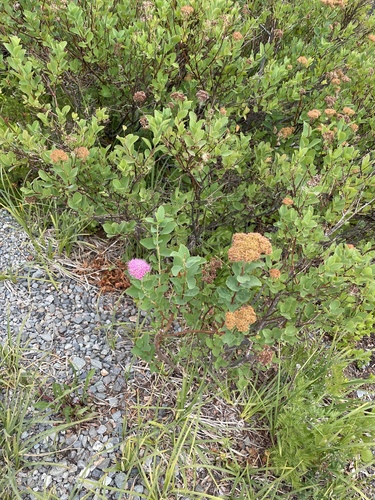 Spiraea splendens, photograph 6