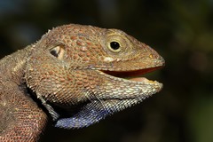 Acanthocercus gregorii