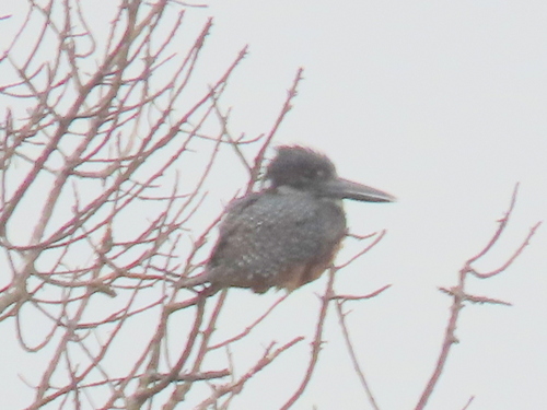 iNaturalist image