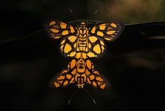 Odina hieroglyphica ortina
