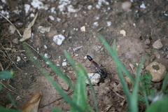 Ammophila sabulosa