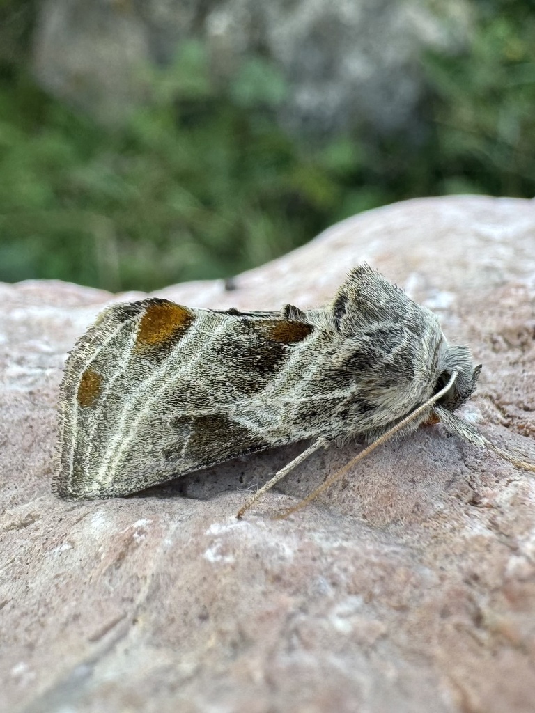 Euchalcia biezankoi