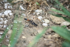 Ammophila sabulosa