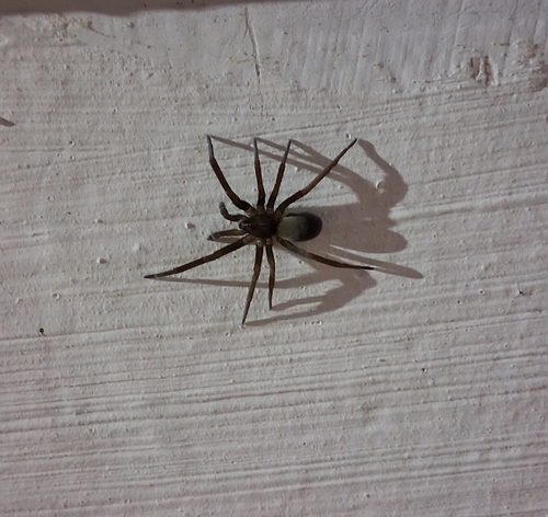 Southern House Spider