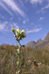 Aspalathus tridentata