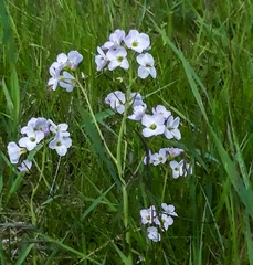 Cardamine