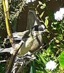 Parus major newtoni