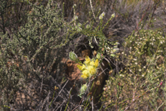 Aspalathus tridentata