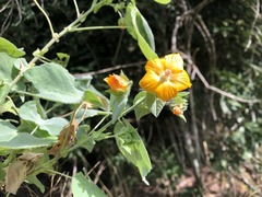 Abutilon auritum
